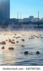 Ducks swimming in a freezing winter river. Winter water landscape.