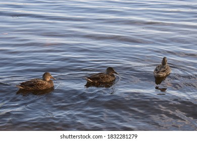 Ducks Swimming In Lachine Canal