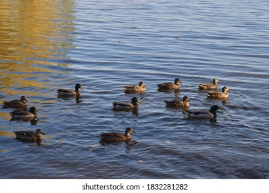 Ducks Swimming In Lachine Canal