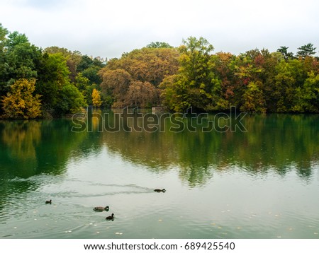 Ducks swimming in the lake of the Parc de la Tete d'Or, in Lyon, France.