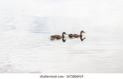 Ducks Swimming In The New Bern Waterway