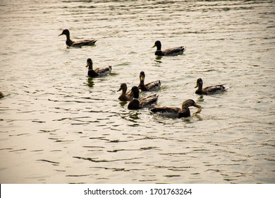 Ducks Swimming On The Lake