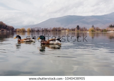 ducks swimming on the lake, mountains background