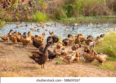 Ducks Swimming In The Pond