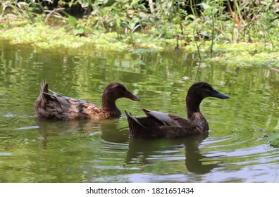 Ducks Swimming In The Pond Water In A Row - Selective Focus