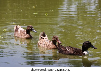 Ducks Swimming In The Pond Water In A Row - Selective Focus