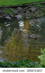 Ducks Swimming In River Water Close Up 