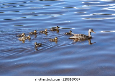 Ducks Swimming In Water In Oregon 