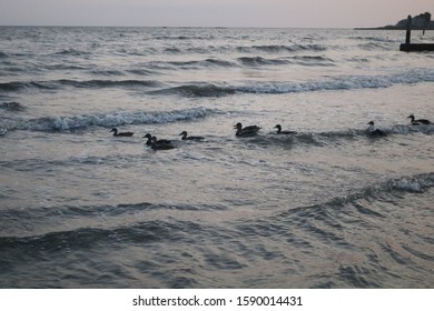 Ducks Swimming In  Waves At Coastal New England Beach