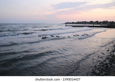 Ducks Swimming In  Waves At Coastal New England Beach