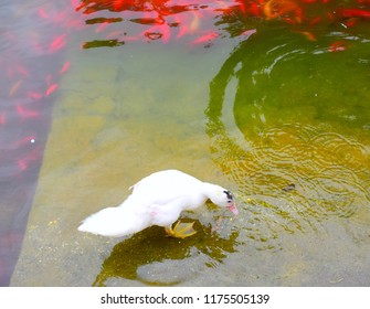 Ducks swimming "Wild nature"