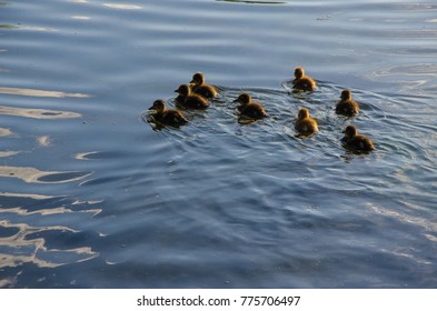 Ducks Syracuse NY