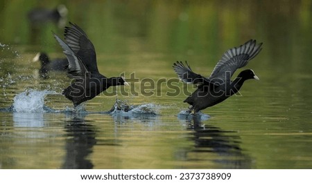 ducks taking flight from the water at kearsney abbey , russell gardens