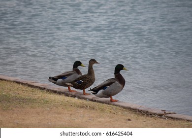 Ducks three stooges