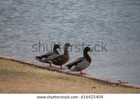 Ducks three stooges
