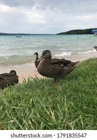 Ducks At The Torch Lake Shoreline