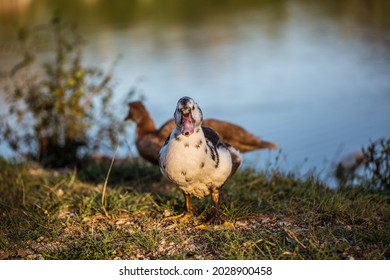 Ducks Walking Near Lake. Animal Portrait Close Up. 