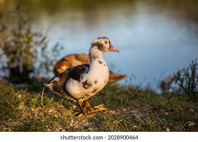 Ducks Walking Near Lake. Animal Portrait Close Up. 