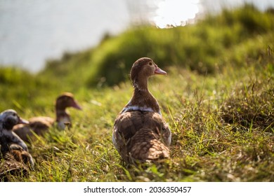 Ducks Walking Near Lake. Animal Portrait Close Up. 