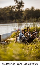 Ducks Walking Near Lake. Animal Portrait Close Up. 