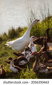 Ducks Walking Near Lake. Animal Portrait Close Up. 