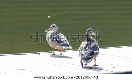 Ducks walking on a dock