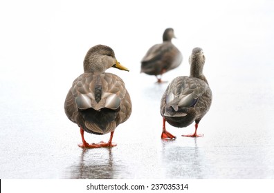 Ducks Walking On Ice