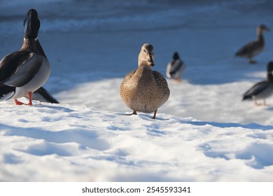 Ducks walking on snow, Calgary - Powered by Shutterstock