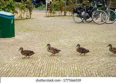 Ducks Walking In A Row