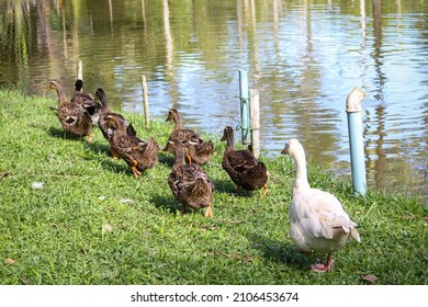 Ducks Walking In A Row Beside A Pond