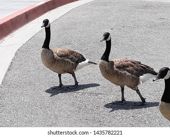 Ducks Walking Taken In Loma Linda,Ca On 6-18-2019