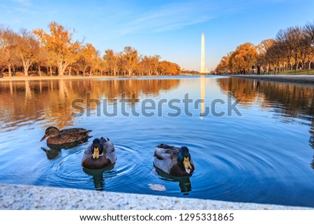 ducks in Washington DC, reflecting pool