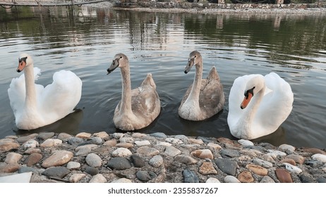 ducks and white swans swim in the water - Powered by Shutterstock
