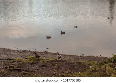 Ducks - Wild Animals