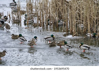 Ducks Winter On Icy Pond In A City Park