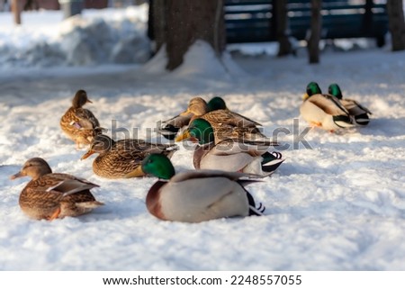 Ducks in a winter public park. Duck birds are standing or sitting in the snow. Migration of birds. Ducks and pigeons in the park are waiting for food from people.