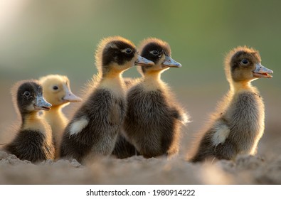 Ducks Are Wonderfully Hardy, Inexpensive, And Easy To Care For. They Can Live Up To 20 Years And Make Gentle And Amusing Pets.  NEVER Keep Just One Duck This Is Cruel. Ducks Are Highly Social Animal