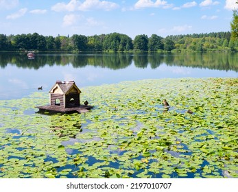 ducks and wooden floating duck house between water lilies in forest lake near Raifa Bogoroditsky Monastery, Russia on sunny summer day - Shutterstock ID 2197010707