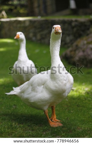 Similar – Foto Bild Unzertrennlich Gans Vogel