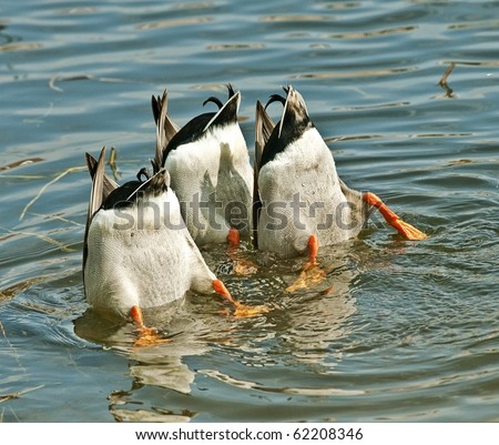  Ducks Working as a Team
