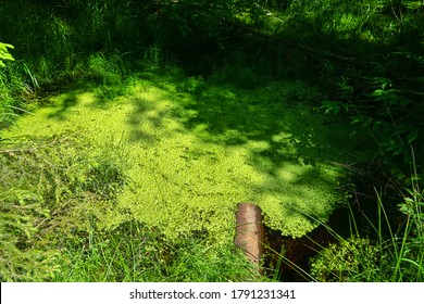 Duck's-meat (marding, Lemna Minor) - Miniature Higher Plant, Phreatophyte, Species Indicator Of Ecological Status Of Reservoir, Medicinal Plant. Carpet Of Duckweed In Summer