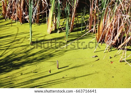 Duckweed