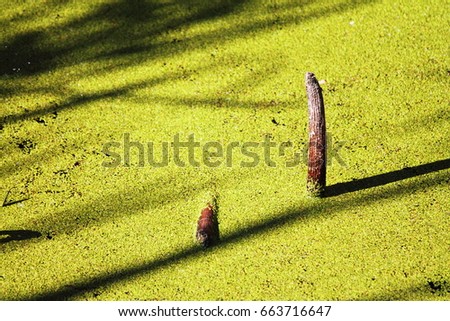 Duckweed