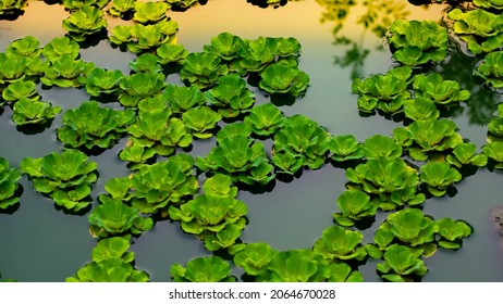 Duckweed is an aquatic plant with dark green leaves. Leaves are petal-like.