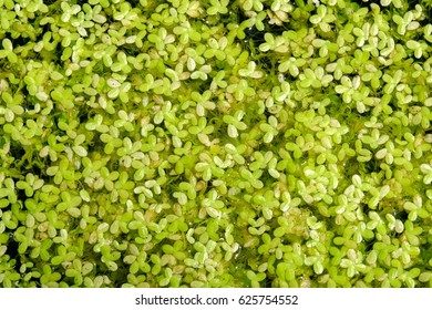 Duckweed background.