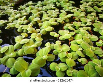 Duckweed Closeup