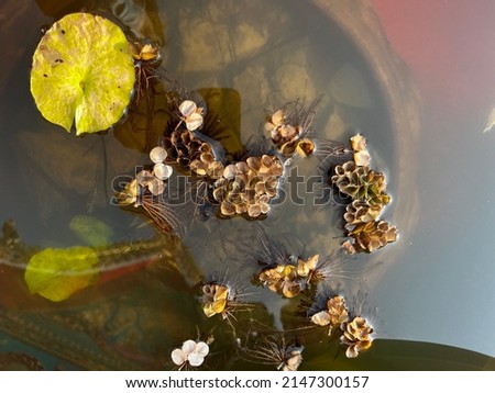 Similar – Autumn flowers and leaves on blue