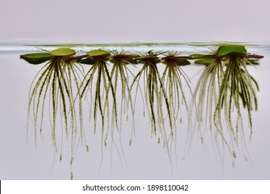 Duckweed Floating On Glass Tank We Can See Roots Under Water