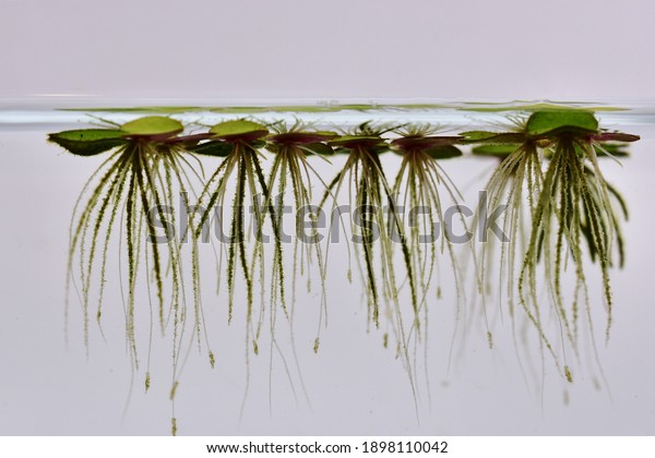 duckweed floating on glass tank we can see roots\
under water