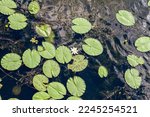 Duckweed leaves on the water and other aquatic plants on a sunny summer day. Summer.